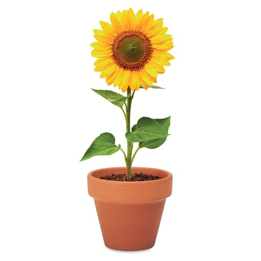 SUNFLOWER [MO6147]